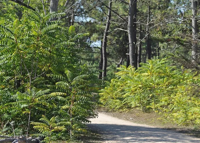 Maison 4-5 Pers A Jean De Monts Avec Piscine, Proche Et Foret - Fr-1-323-478 *